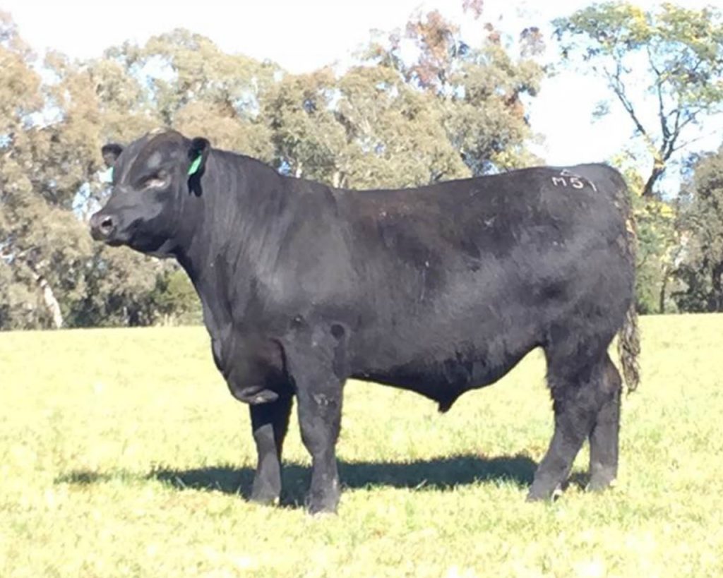 Banquet Angus | New Stud Sires